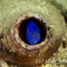damsel_blue_bottle_muck_h_0705_png2281.jpg
